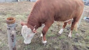 Бычек кушает заготовленное сено