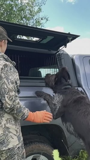 Как приучить собаку запрыгивать в машину?