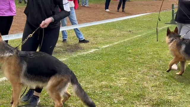 ПОДРОСТКИ СУКИ / КЧК ЗАРЕЧНЫЙ 22 июня`25 Ю.Скиба Моно немецких овчарок
