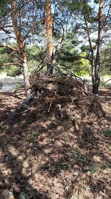 Зверинец в лесу #книги #самаястрашнаякнига смотреть онлайн