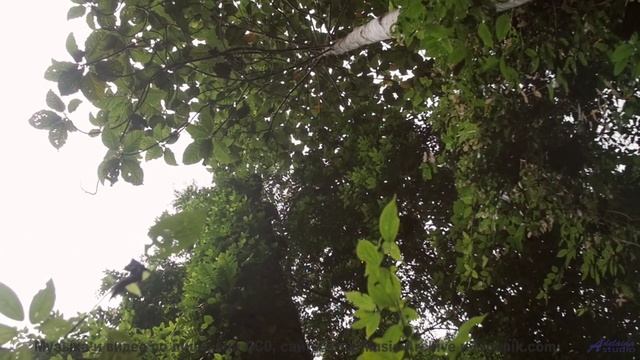 Пейзажи оживают в такт каждой новой ноте - Space -- Chad Crouch -- Arps II