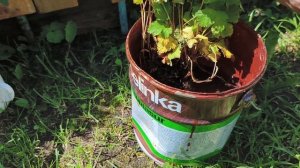 Пастила из последней тыквы,опять ремонт ,новые посадки .