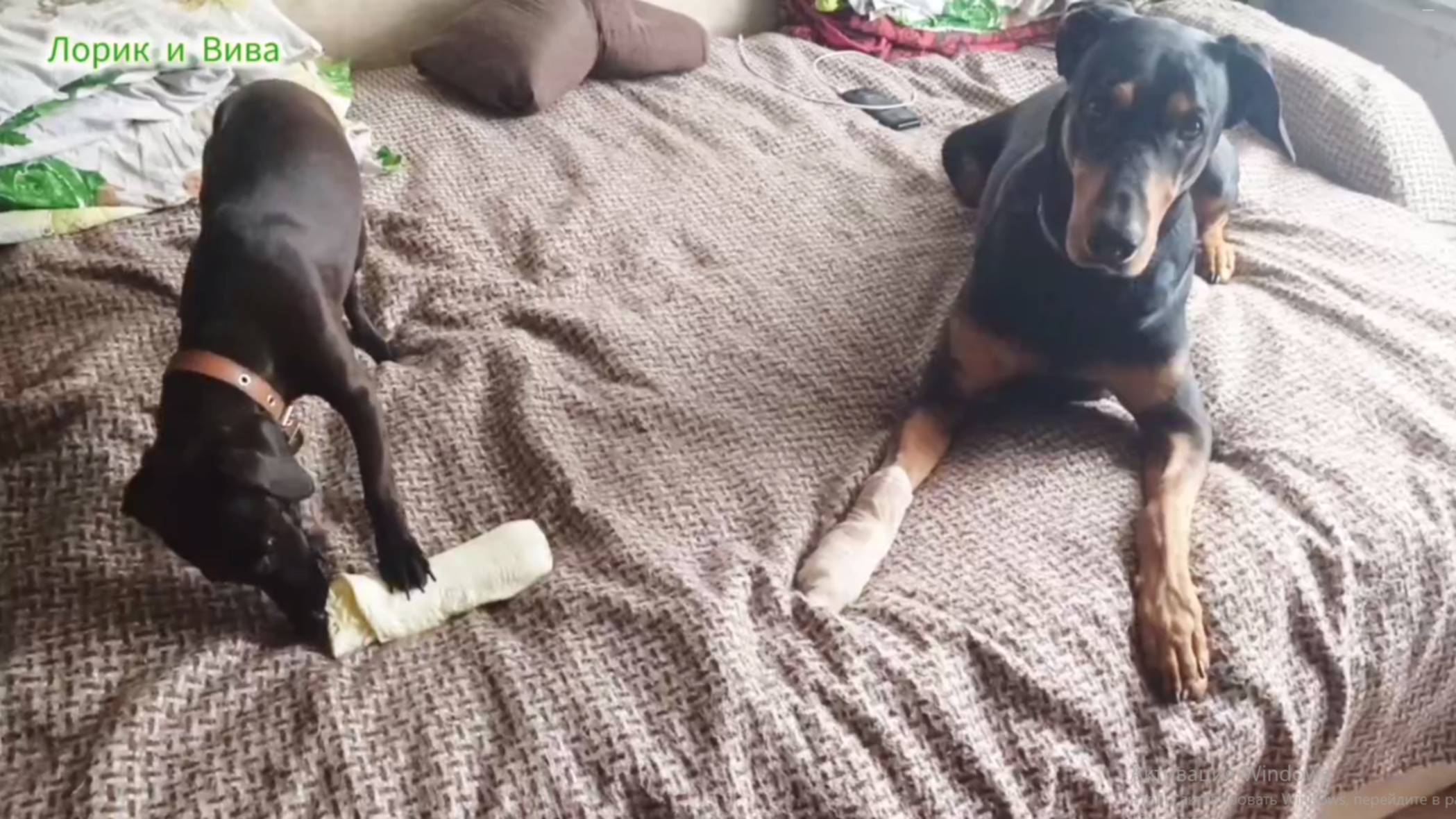 Вива в гостях у Лорика. Доберман готов делиться с гостьей. смотреть онлайн