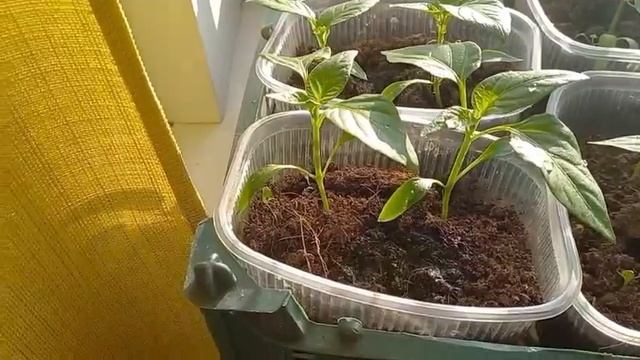 Показываю рост за неделю