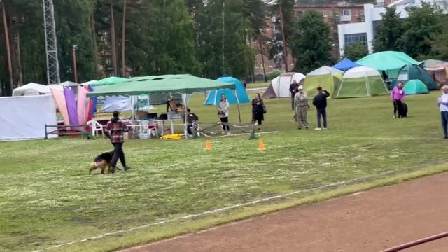 2 Отл. НИЛЕТТО из Белого Яра ++- №18. КЧК ЗАРЕЧНЫЙ 22 июня`25 Моно немецких овчарок