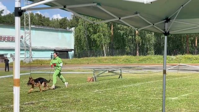 ЩЕНКИ СУКИ / КЧК ЗАРЕЧНЫЙ 22 июня`25 Ю.Скиба Моно немецких овчарок