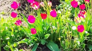 Тюльпаны - хранение луковицы, посадка, освещение и полив.