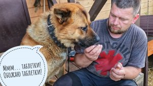 Пёс Кубик принимает таблетки и дегустирует землянику. Сова филин Ёль торопит меня с ужином