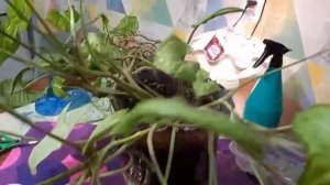 Уход за моим цветком