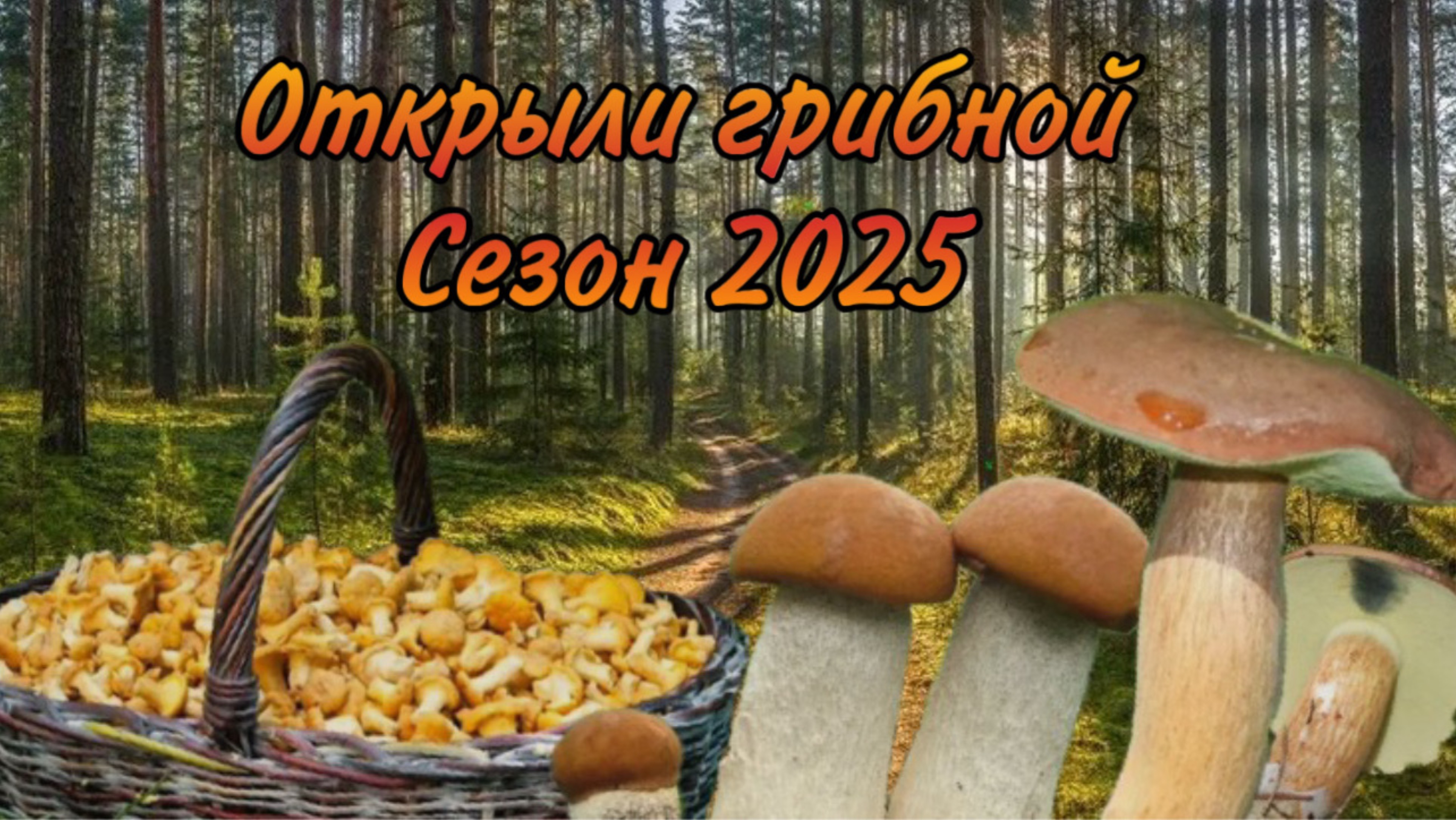 Открытие грибного сезона 2025/ Грибов уже много! смотреть онлайн