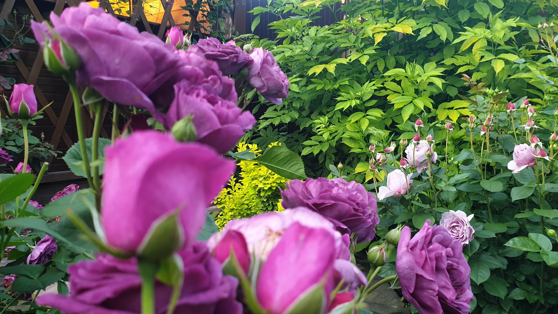 Цветение розы Минерва. смотреть онлайн