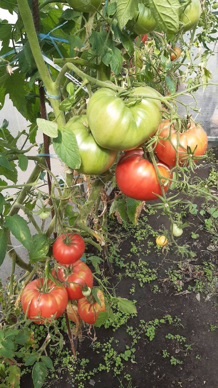 ТОМАТ ЦЕРКОВЬ смотреть онлайн