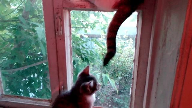 Кем рулит хвост? смотреть онлайн