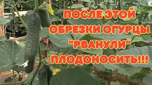 После этой обрезки огурцы плодоносят как сумасшедшие! Проверенный способ, который работает