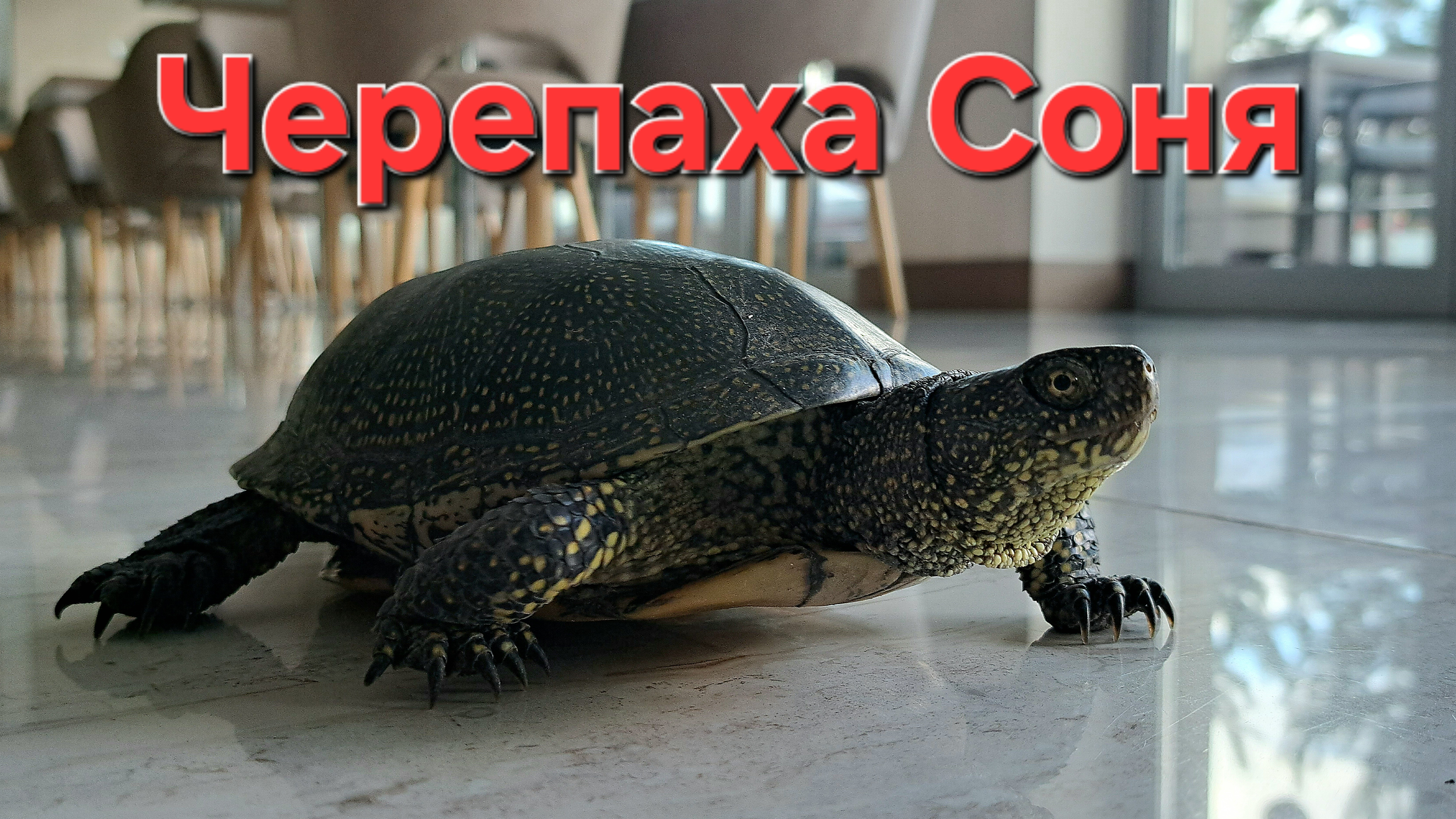 Спасли черепаху 🐢 смотреть онлайн