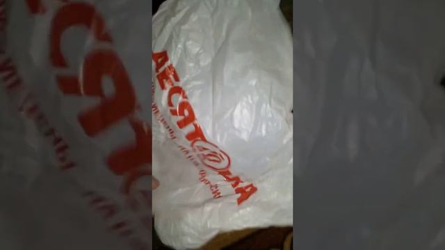 Чего боится кошка Аська??