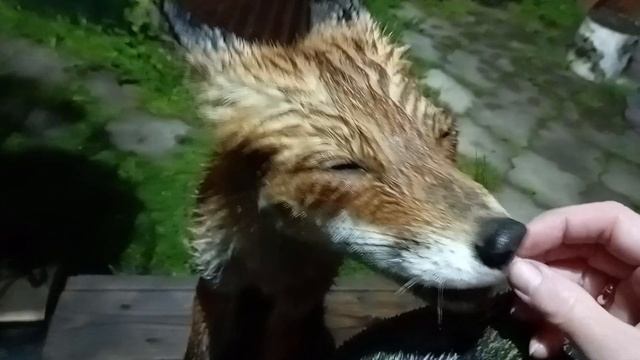 (1056) Лиса приходит в гости. Июль 2025 смотреть онлайн