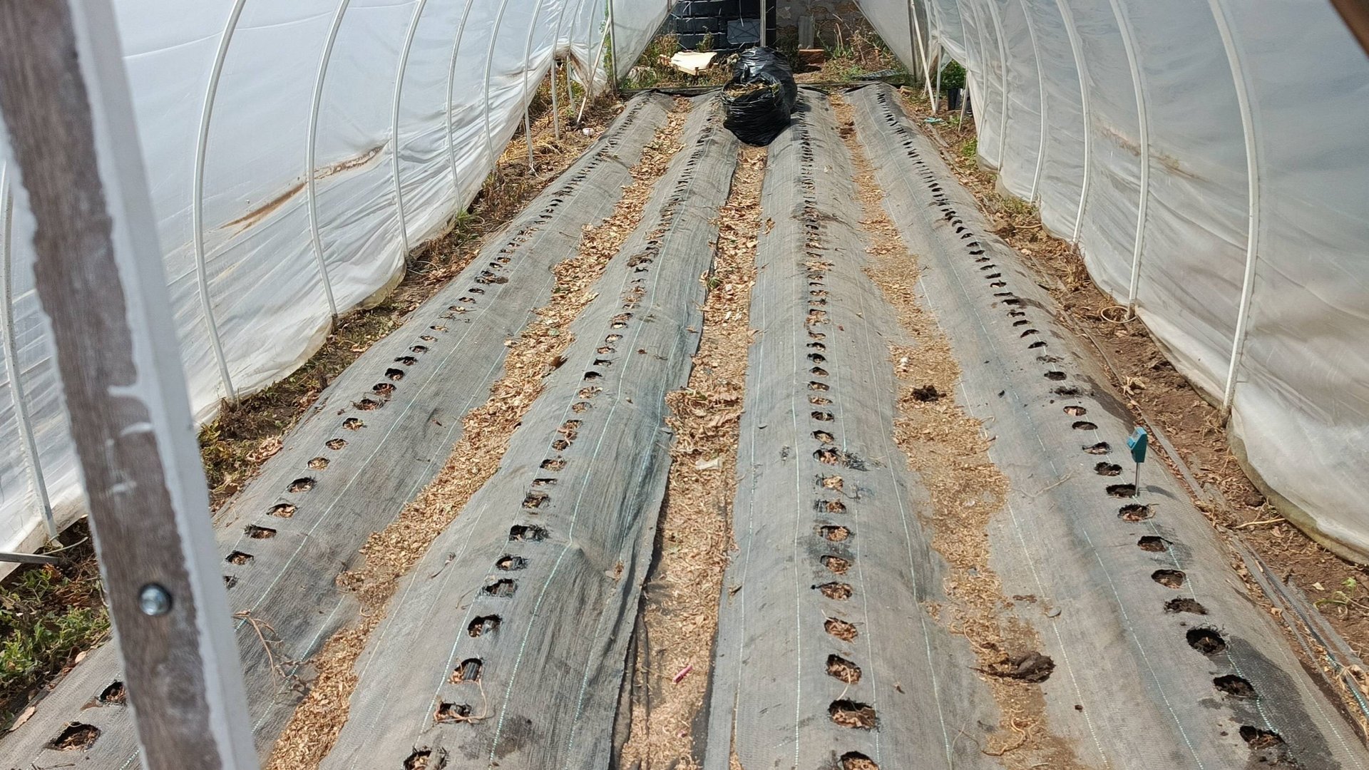 Огород 3 июля 2025: Революция клубники! Замена сортов, томаты в мешках и арбузы между балаганами. смотреть онлайн