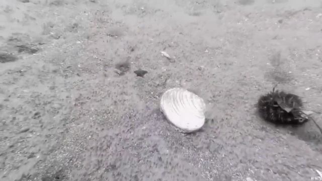 История клуба аквалангистов ТИСИ "Атлантила". Фильм 1. смотреть онлайн