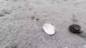 История клуба аквалангистов ТИСИ "Атлантила". Фильм 1.