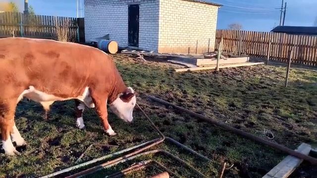 Боря играет на солнышке