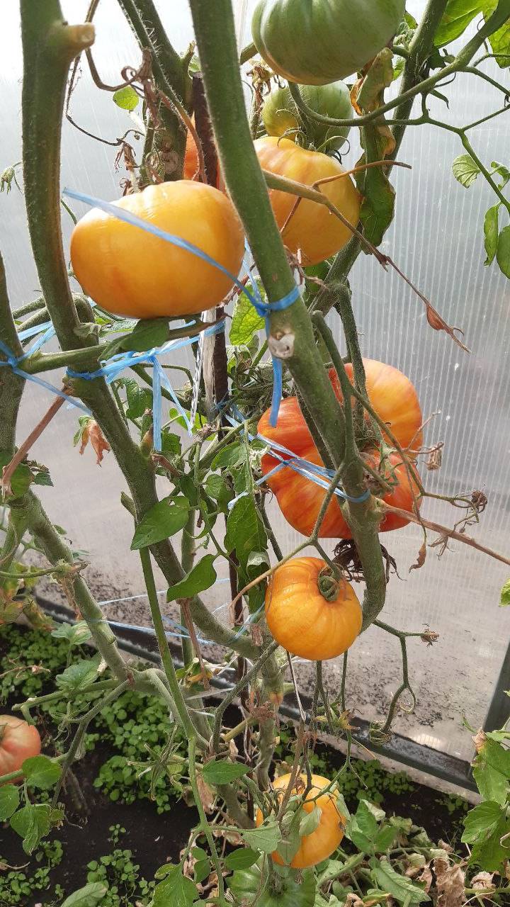 ГНОМ БОЛЬШОЙ ОРАНЖЕВЫЙ ПОЛОСАТЫЙ смотреть онлайн