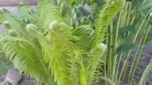 Мои прекрасные цветы