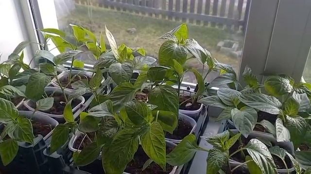 При правильном уходе рассада растет на глазах