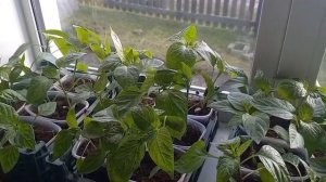 При правильном уходе рассада растет на глазах