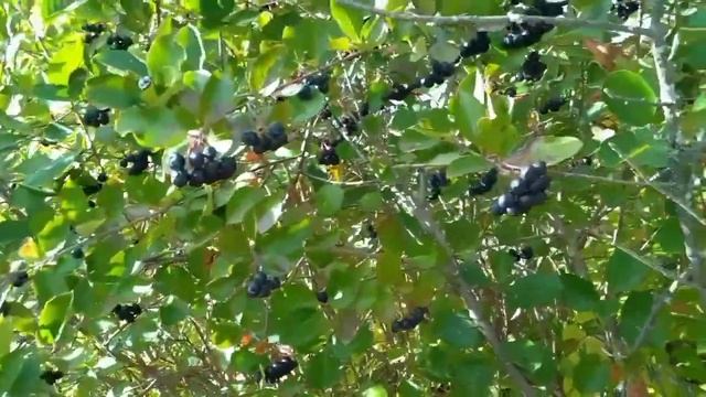 Наши будни! Жизнь за кадром - Лес! Грибы! Заморозки и Супер-ЯГОДЫ!!! Жизнь в деревне на даче осенью!