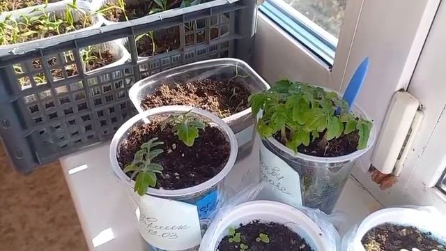 Начинаем следить за моей новой рассадой