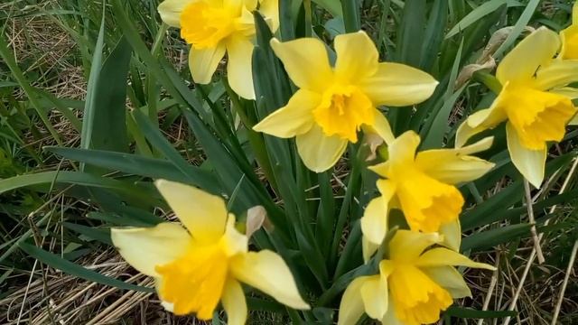 9 мая 2023 г. - Замерзли ли огурцы?? ✔ Черемуха ЦВЕТЕТ?? ✔ Тыква ЛЕЖИТ ДО МАЯ!!! - ЕДЕМ НА ДАЧУ!!!