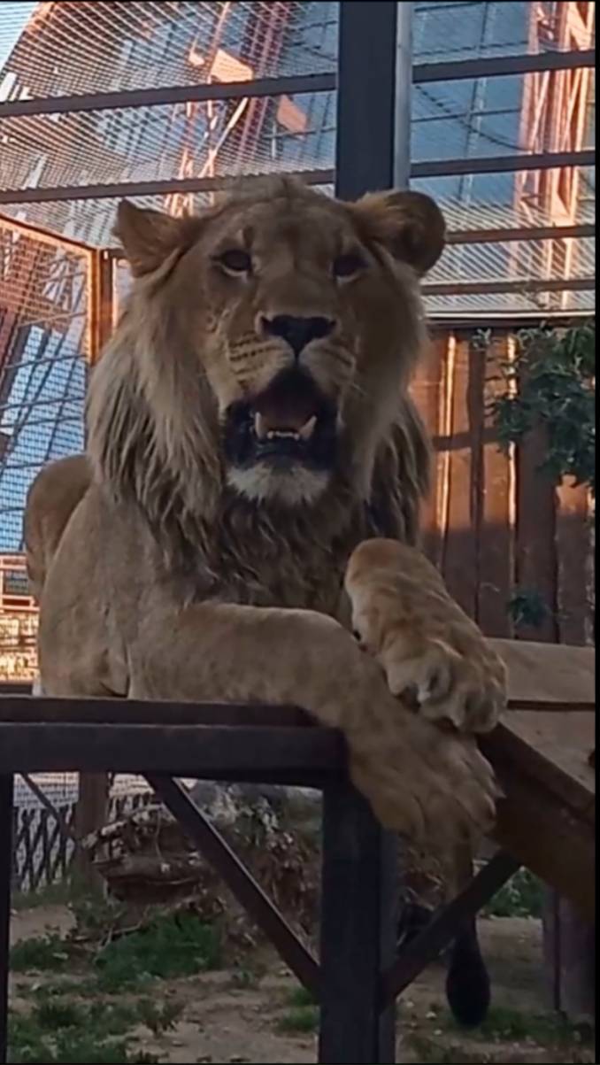 Лев ШЕРХАН ценитель женской красоты. Мы снова вместе. #шерхан_тайган #шерхан #лев #lion #shortvideo смотреть онлайн