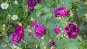 Розы. Роза Эбб Тайд (2 куста).