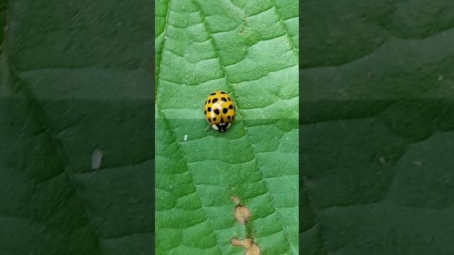 Всем знакомые -Coccinellidae  (кокцинеллиды).
