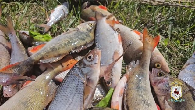 217 фактов браконьерства выявлено по итогам операции «Нерест» смотреть онлайн