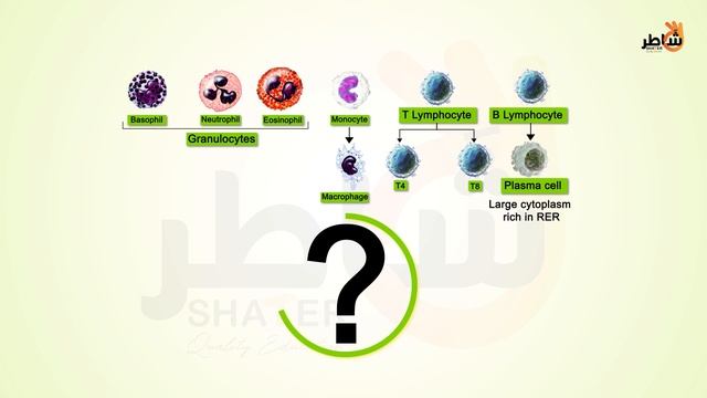 Student Chap6.doc4+5 Cells of the immune system + Lymphoid organs смотреть онлайн
