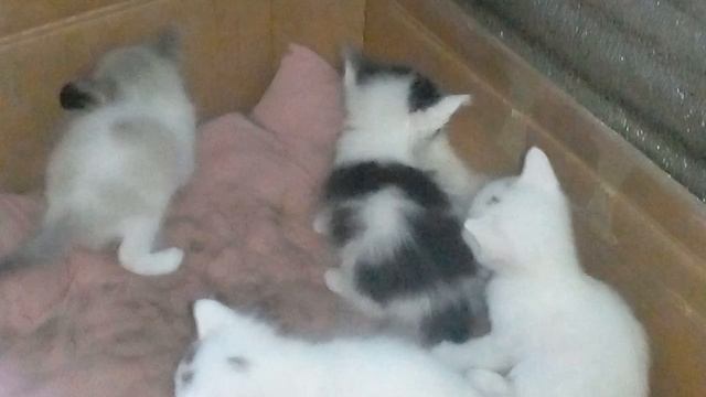 КОТЯТАМ СЕГОДНЯ МЕСЯЦ!!!!! смотреть онлайн