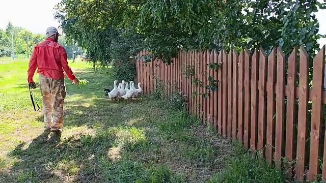 Гуси отца Иоакима. 03.07.2025 Потеряевка