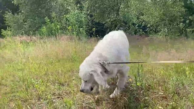 Прогулка с собакой по лесу | часть 1 смотреть онлайн
