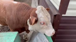 Осенняя прогулка бычка