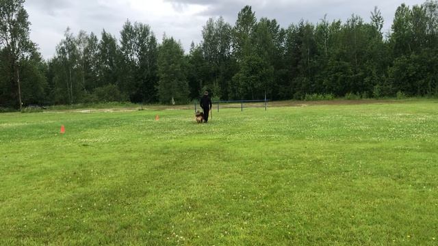 2.  выражено/перв ОБЕРЛАУФ ШАКЕР (Ирендорф Вулкан – Оберлауф Чаровница)