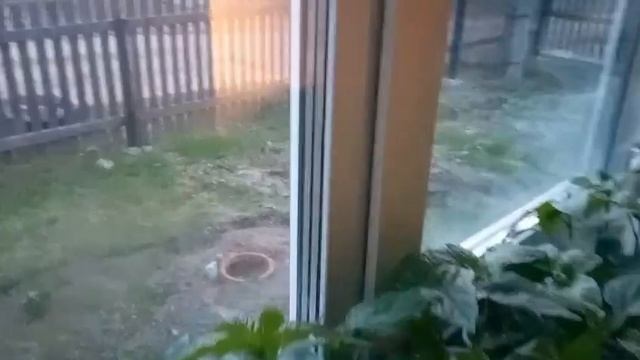 Обработка рассады помидор