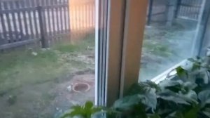 Обработка рассады помидор