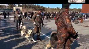 Лайки Якутии 2014 экстерьер 1