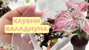Что я делаю с клубнями каладиума после получения