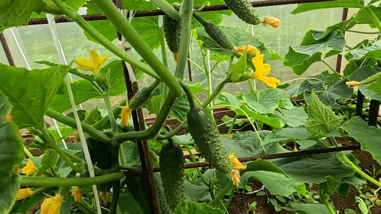 Супер УРОЖАЙ ОГУРЦОВ!! Секрет в еженедельной подкормке!! смотреть онлайн