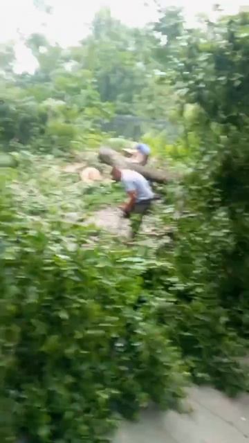 Вырубают наш Владивосток смотреть онлайн