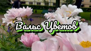 Вальс цветов, великолепные пионы