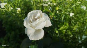 Чайно-гибридная роза "Ломоносов" начала цвести у нас в саду.